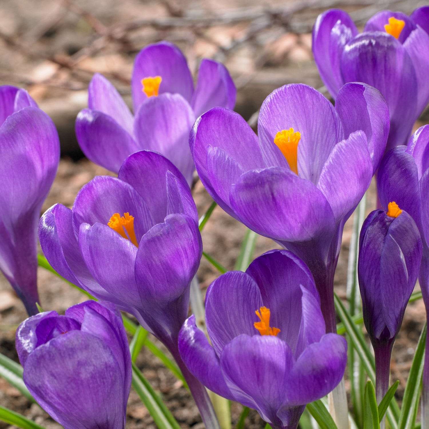 Krokus 'Flower Record'